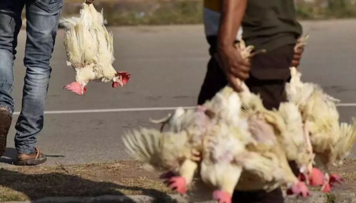 तारकेश्वरमा बर्डफ्लु पुष्टि